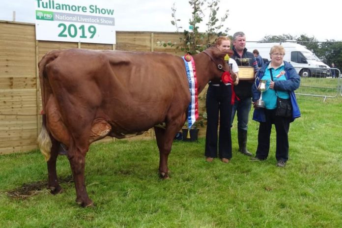 James Lambe from Ballytrain Dairy Shorthorns on being a Dairy Shorthorn breeder - read dairy news
