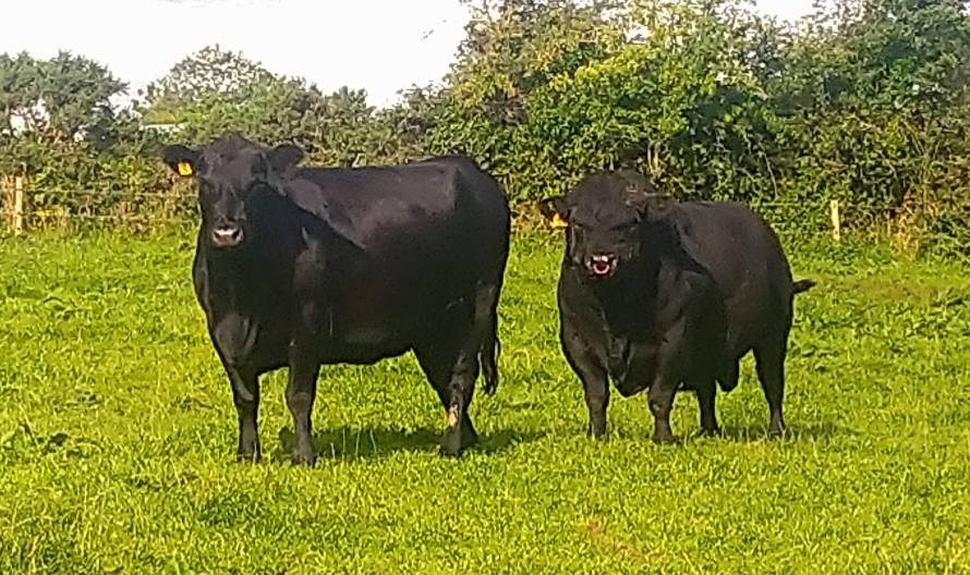 Australian Lowline cattle in Kerry farm