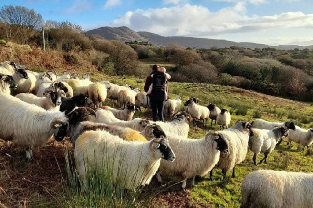 farm girl, sheep farmer, sheep farming, new entrant sheep farmer