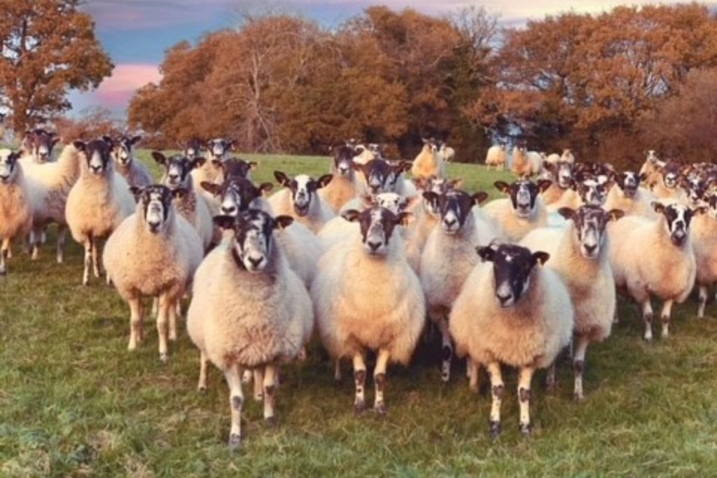 UK sheep farmer, farm girl, sheep farming, sheep farmers