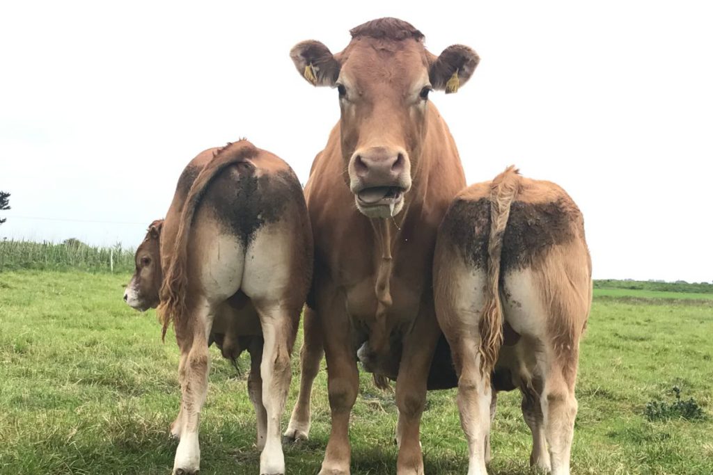 Limousin breeder, farm girls, Women in ag, women in farming