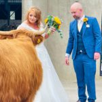Two Highland cows from Quantock Fold stole the show at Meath farming natives, Sive Corrigan and Stephen Mulligan's wedding in Co Meath.