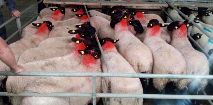 Tuam Mart - sheep prices