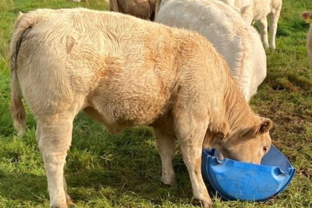 The Davorens, 40-cow suckler farmers, on Charolais-cross genetics, averaging close to €3.00/kg for weanlings, calving heifers at 24-months-old. 