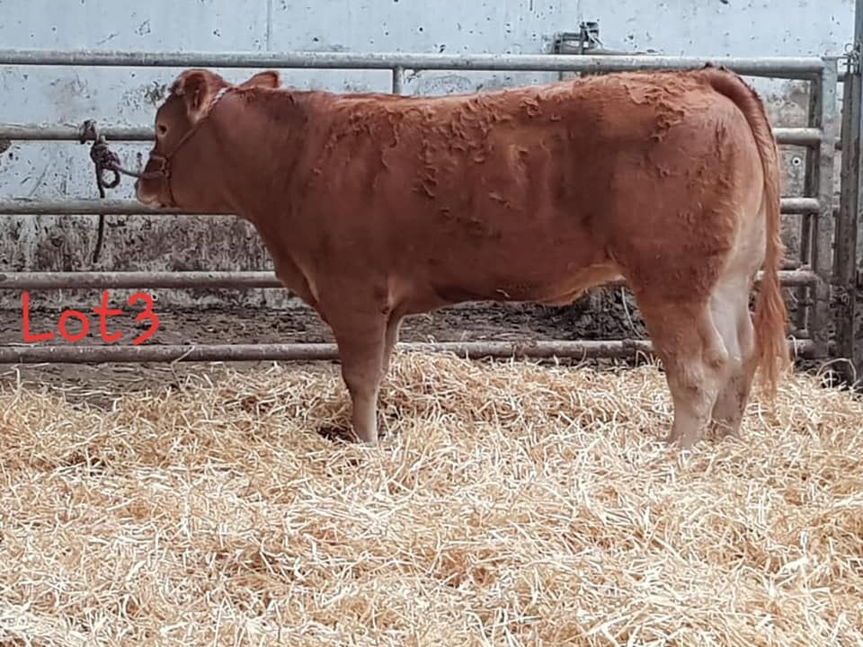 Inchatglin Prince sold at a Limousin sale