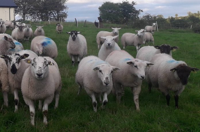 CAFRE’s Nigel Gould outlines what farmers can do that still have lambs on-farm. With positive market reports for store lamb prices, you need to decide where whether you should sell lambs still on your farm or finish them. 