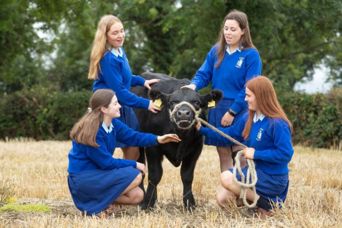 Six school groups will progress as finalists in the Certified Irish Angus School’s Competition. RTÉ broadcaster, Carl Mullan, revealed the names of the schools at a special event at the National Ploughing Championships in Ratheniska, Co Laois, earlier this week.
