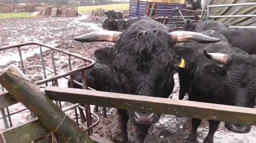 A judge has fined and handed a 10-year animal ban to a farmer (48) for neglecting his livestock. Clifford Mitchell, from Ludgvan, Penzance, in the UK, appeared before Truro Magistrates’ Court on Wednesday, September 22nd, 2021.