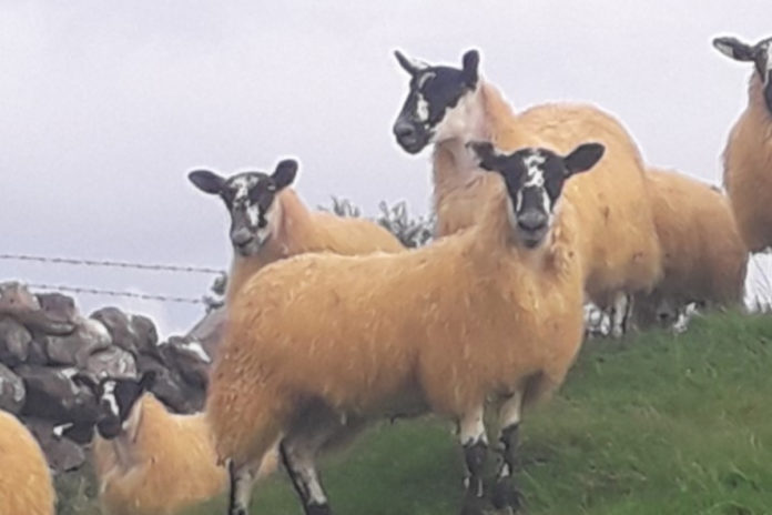 1,150 mule sheep will come under the hammer at the Mule Lanark Group’s second annual sale at Tuam Mart this month. The group’s sale, which will take place at 5 pm on Friday, September 10th, will consist of over 900 mule lambs and 250 mule hoggets.