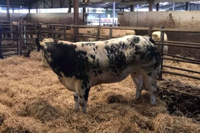 According to a spokesperson, heifers reached €3,540, while bullocks climbed to €2,000 at Elphin Mart on Wednesday, September 1st, 2021.