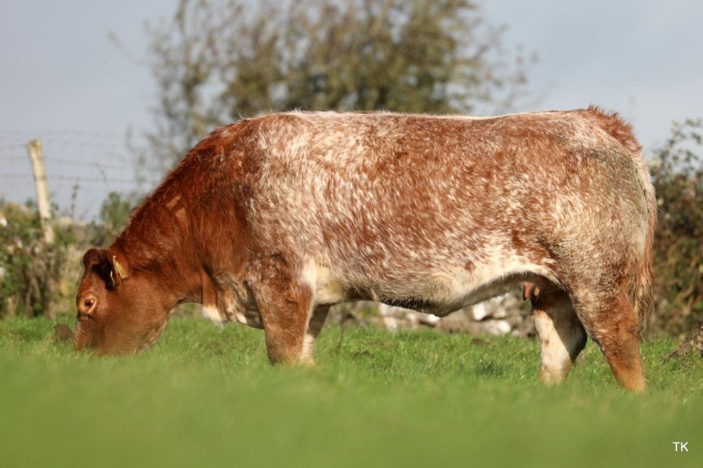 Martin O’Connor’s annual sale 2021: 50 continental in-calf heifers for sale at Elphin Mart on Friday, November 5th, 2021 at 7 pm.
