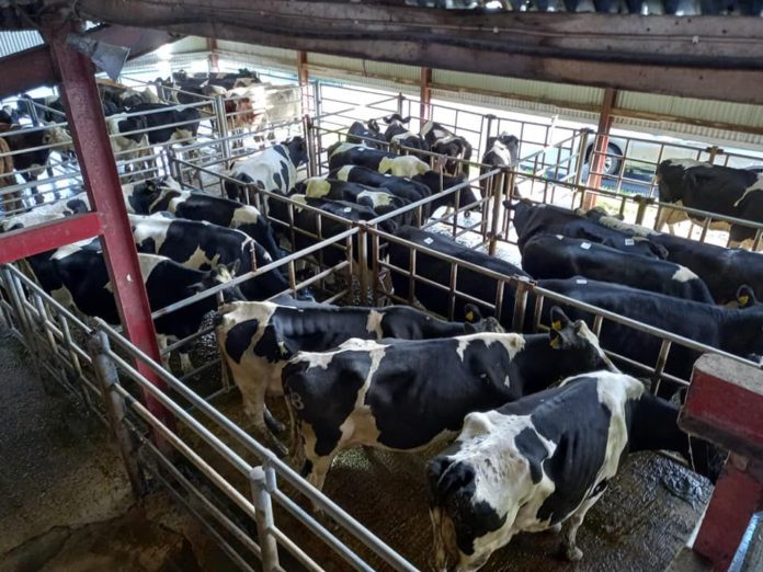 Report (with prices) from cattle sale of cull cows, heifers, bullocks and weanlings (heifers and bulls) held at Kanturk Mart on 12-10-2021.