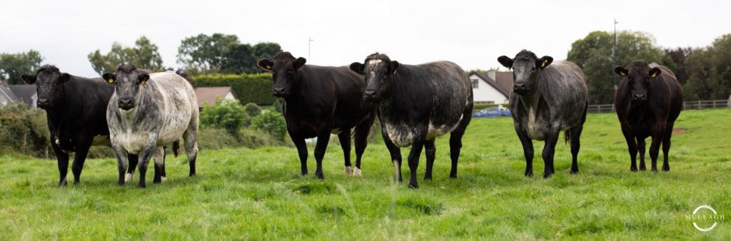 NNCE farm will offer 55 “top-quality” in-calf heifers for sale at Swatragh Livestock Market, 29 Garvagh Road Swatragh, at 7:30 pm on Friday, October 15th. 