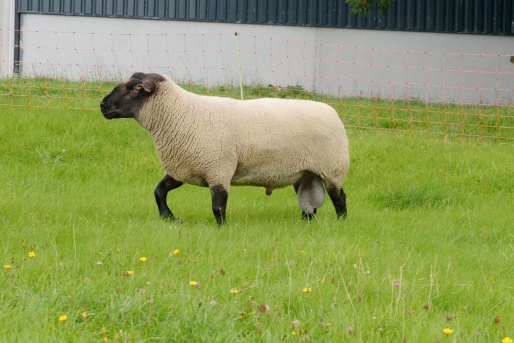 Niall Walsh, Rathdowney, County Laois, who runs a dairy herd, is one of the only farmers in Ireland with New Zealand Suffolk sheep.