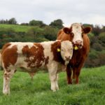 Wesley Browne has worked with various breeds of cattle in his career but believes he needs Simmental breeding in all cows for “superior mothering ability, milk, calving ease and temperament”.