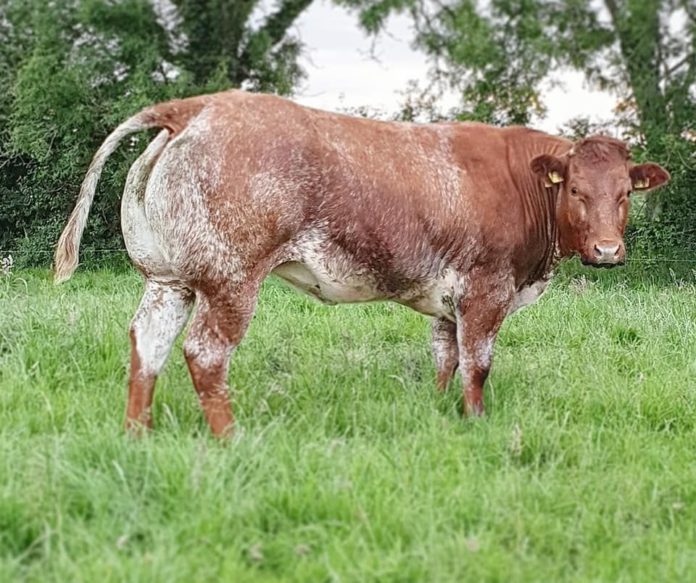 The McAnenly family’s Quality Breeds Quality annual in-calf heifer sale will take place at Elphin Mart on Friday, October 8th, 2021. 56 heifers on offer.