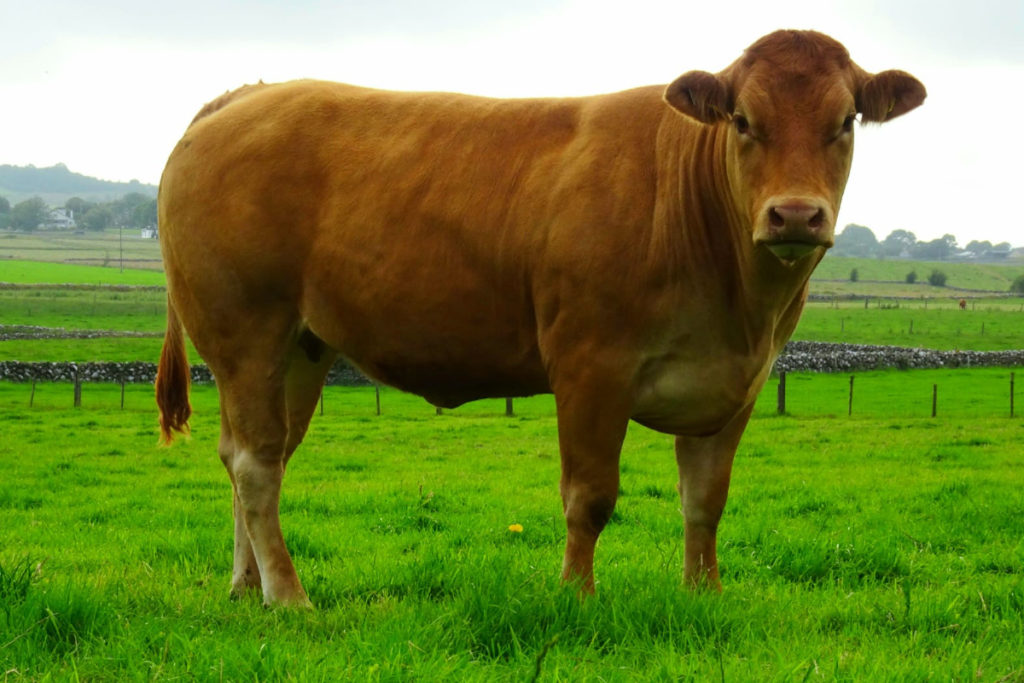 Norman Connolly discusses moving from a suckling enterprise to in-calf heifers, calving at 32-months-old and his upcoming sale at Tuam Mart.