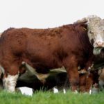 Simmentals - with the herd.  A strong trade for heifers off a Simmental bull was evident at Tateetra & Rathmore Farms’ animal heifer sale this year.