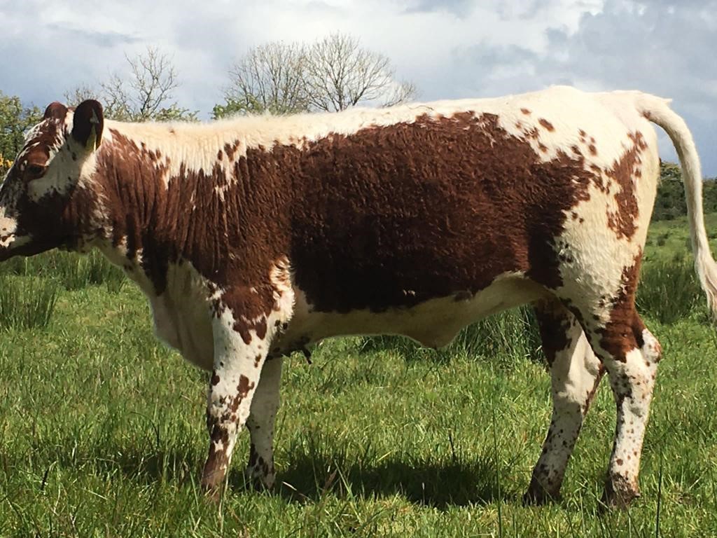 An AI technician for Progressive Genetics, Tom Gannon, established his Irish Moiled herd under the Sandyhill prefix near Charlestown in the west of Ireland fifteen years ago. He acquired his foundation female, a two-year-old heifer, Swanthorpe Hula Hoop, from Elizabeth Miller, Hampshire, England, in 2006.