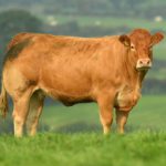 100 in-calf commercial heifers are catalogued for the Corries Leading Ladies Sale at Ballymena Mart next month. The sale will take place on Wednesday evening, November 3rd, 2021, at 7.30 pm.