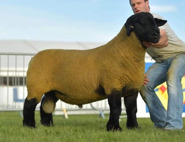 Two flocks, Ivybrook & Kells Suffolks, have joined forces to host their second annual production sale at Carnaross Mart on October 30th.