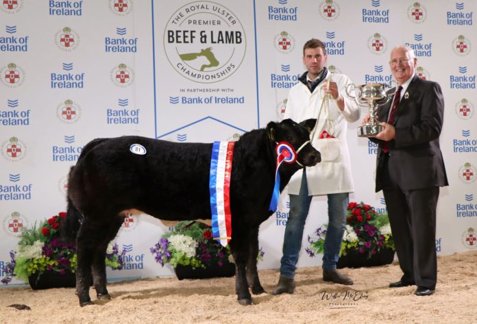An “unrivalled” turnout of beef cattle competed for renowned championship titles at the fourth Royal Ulster Premier Beef & Lamb Championships.
