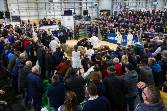 Organisers of the fourth Royal Ulster Premier Beef and Lamb Championships have reported a “record” number of entries.