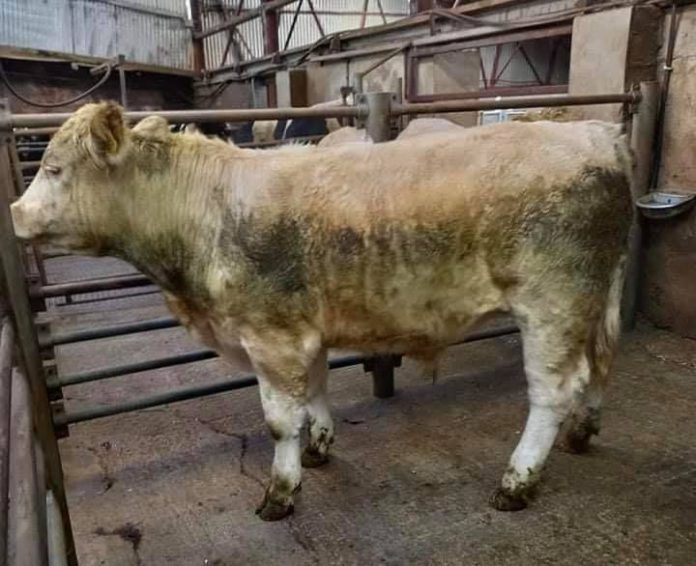 Report (with prices) from cattle sale of cull cows, heifers and bullocks held at Raphoe Mart, Co Donegal on 18-11-2021.