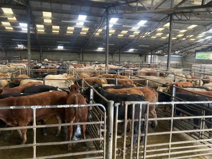 Report with prices from David Quinn from cattle sale of bullocks, calves, sucklers and heifers held at Carnew-Mart on 06-11-2021.