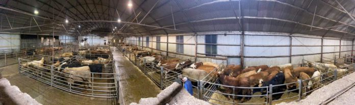 Cootehill Livestock Mart has announced that it will provide electronic payments to farmers for transactions up to €1,500. In a brief statement, the management of the Cavan-based mart has cited several reasons for embracing EFT.