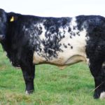 Walter Brennan's 14th annual in-calf heifer sale at Balla Mart, Co Mayo, on Friday, November 19th, 2021 at 7pm.