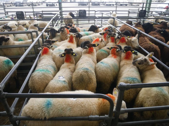 Report (with prices) from sheep sale of cull ewes and lambs (stores, butcher and factory-types) held at Blessington Mart on 23-11-2021.
