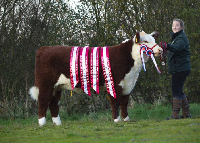 Organisers of the Genetic Gems Sale claim that its inaugural event “smashed” the Hereford breed’s current male and female price records. 