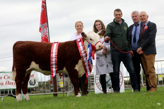 The inaugural Genetic Gems Hereford Female sale will take place at GVM Marts, Tullamore, this Saturday (November 20th, 2021) in conjunction with the National Hereford Calf Show.