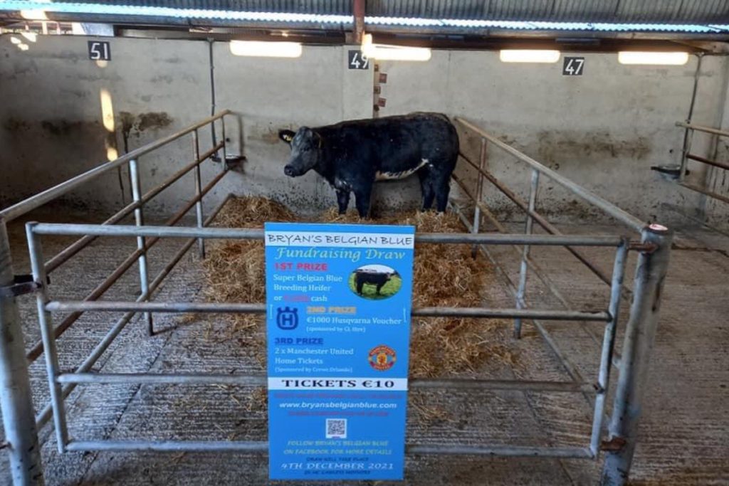 Longford suckler farmer, John Kelly, on calving heifers at 30-months, selling weanlings at over €3.00/kg & using AI to breed replacements.
