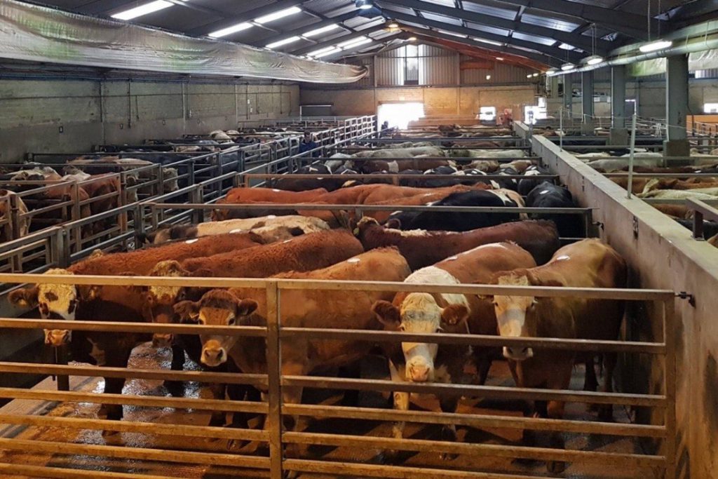 Trevor Wylie of Dungannon Farmers’ Mart discusses managing a 250-acre farm, mart management and livestock auctioneering.