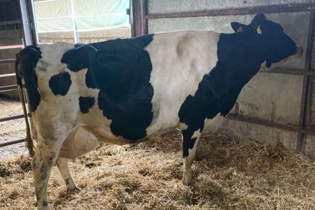 IHFA breeder, Dermot Jackson of Borkilbeg Herd, uses 50% sexed semen, calves heifers at 24-27 months and achieves 796kgs of milk solids.