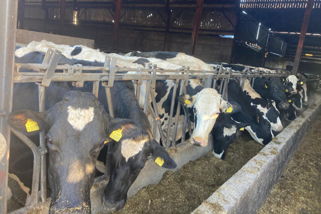 IHFA breeder, Dermot Jackson of Borkilbeg Herd, uses 50% sexed semen, calves heifers at 24-27 months and achieves 796kgs of milk solids.