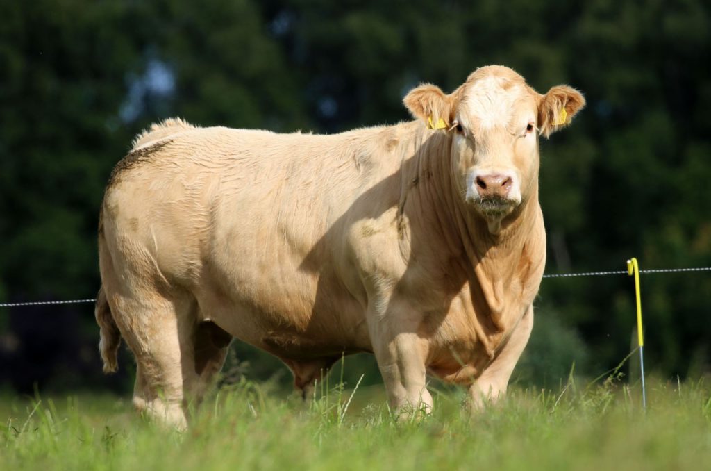 98 “top-quality” bulls for the Irish Charolais Cattle Society’s 2021 Christmas Cracker sale on Saturday, December 4th, 2021.