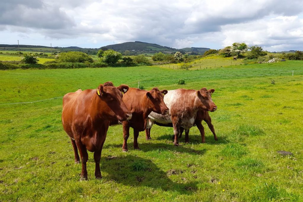 Cork suckler farmer, Áine O’Donovan, works as a preschool teacher and owns the Kildee pedigree Shorthorn cattle herd
