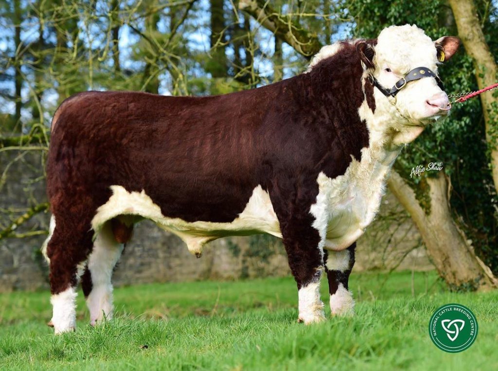 Allowdale Herefords is home to horned and polled Hereford cattle on a 180-ac operation that has been in the family for many generations.
