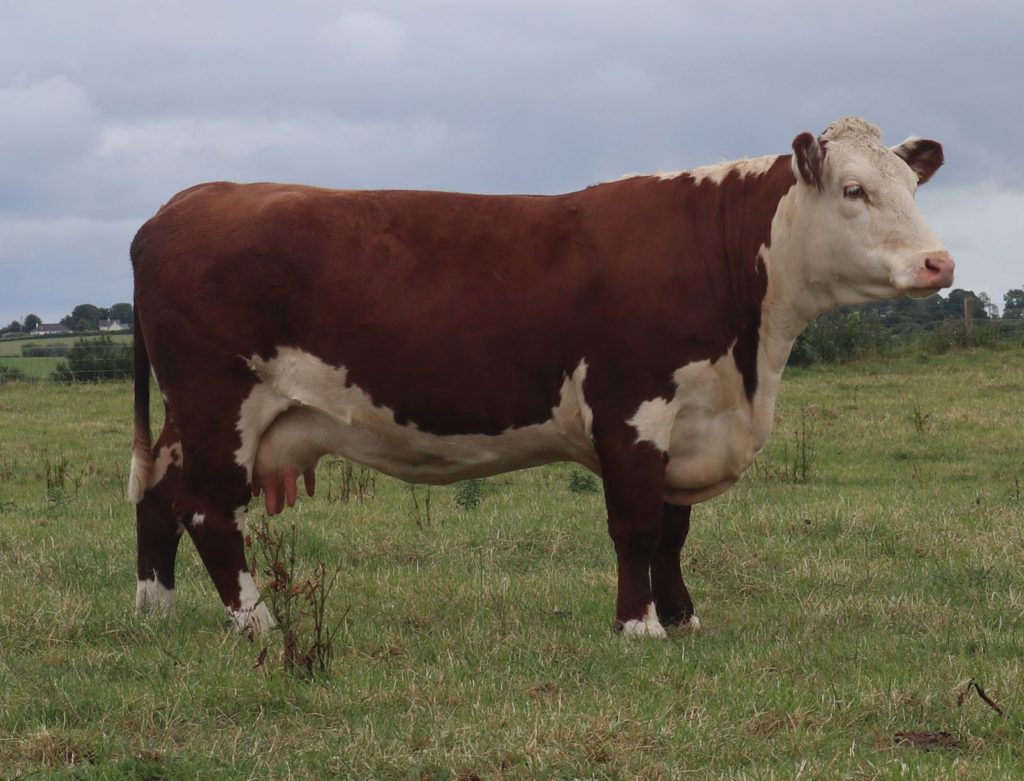 Allowdale Herefords is home to horned and polled Hereford cattle on a 180-ac operation that has been in the family for many generations.