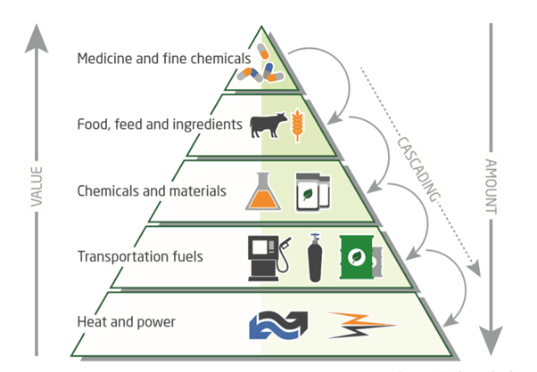 The bioeconomy effectively means the most efficient use of all biological resources in a circular and sustainable manner. It moves away from ‘take, make, waste’ to a cascading value chain with the food system at the centre.