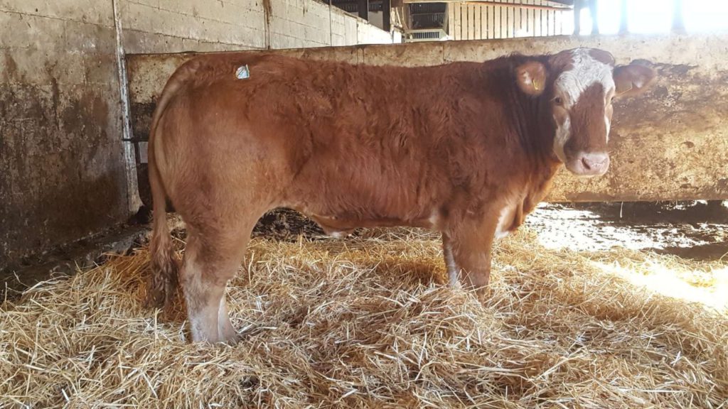 Founding owner and CEO of LSL Auctions, Brendan Hannigan, has donated two heifers for auction in support of Hooves 4 Hospice. The Limousin-cross and Belgian Blue-cross breeding females will come under the hammer at GVM Tullamore Mart, Co Offaly, on Monday, December 13th, 2021.
