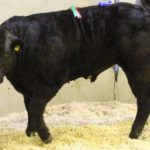 Report (with prices and photos: update on trade) from fat stock show and sale held at Kanturk Mart, Co Cork on 30-11-2021.
