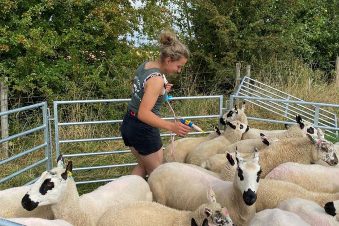 Sophie Corderoy (19) is a first-generation farmer with Kerry Kill and Badger Face sheep, who does not hail from an agricultural background.  