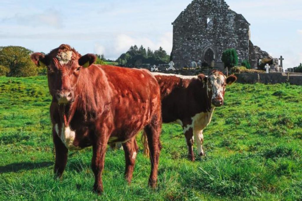 Jack, Tom, and James Gilheany run Beef Bros. They sell certified organic Dexter and Irish Miled beef from their Leitrim farm for up to €18/kg