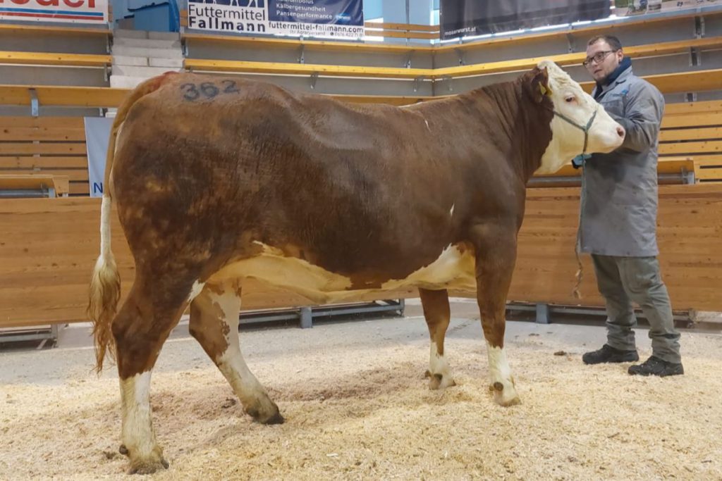 30 Austrian in-calf heifers for sale as part of Fleckvieh IRL LTD’s first special timed online-only auction taking place in Dec 2021. 