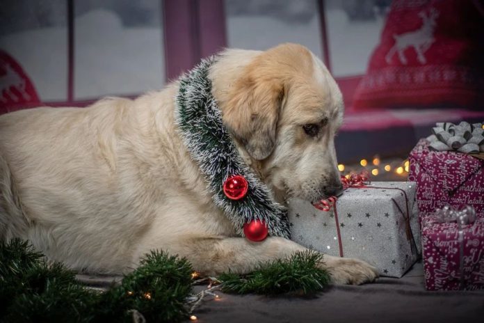 Can dogs eat Christmas dinner? Find a list of foods (including leftovers) that dogs can (safe) and cannot eat (because they are harmful).