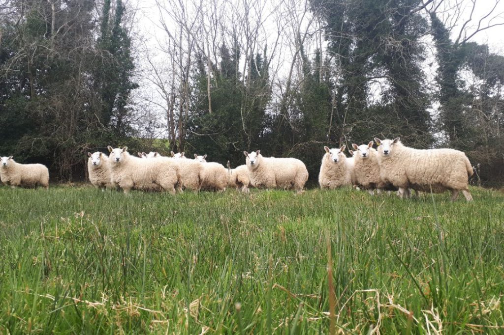Churchmount Sheepdogs: Hear from 49-year-old Paddy Fanning from Wicklow, Ireland, sheepdog trainer and triallist. 